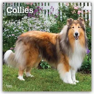 Produktbild von Collies - Langhaarcollie 2027 - 16-Monatskalender