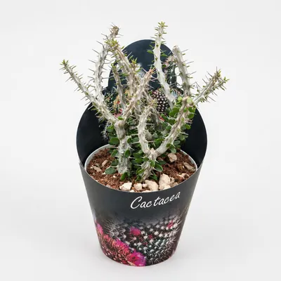 Produktbild von Alluaudia procera – Krakenbaum – Rarität – 14 cm Topf – 35 cm hoch