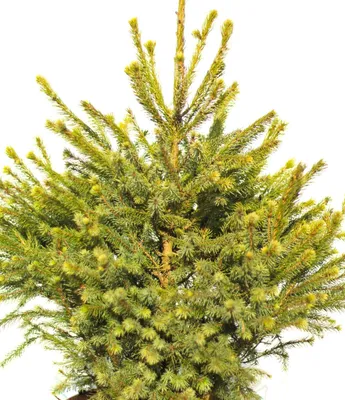 Produktbild von Serbische Fichte Picea Omorika Nana 80 - 100 cm immergrün und winterhart
