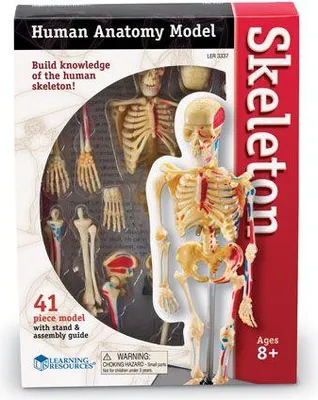 Immagine prodotto di Corpo umano - Sistema scheletrico - 41 parti