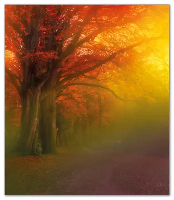 Produktbild von Wallario Herdabdeckplatte aus Glas, Größe 52 x 60 cm 1-teilig, Motiv Bunter Herbst - Waldlandschaft bei Nebel in Regenbogenfarben