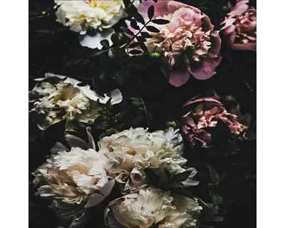 Produktbild von Glasbild Baroque Peonies 50x50 cm
