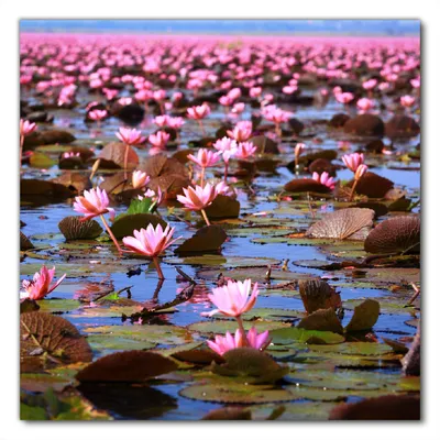 Produktbild von Wallario selbstklebende Möbelfolie/ Tischdecke für Innen und Außen, Größe: 80 x 80 cm - Seerosenlandschaft mit rosa Blüten