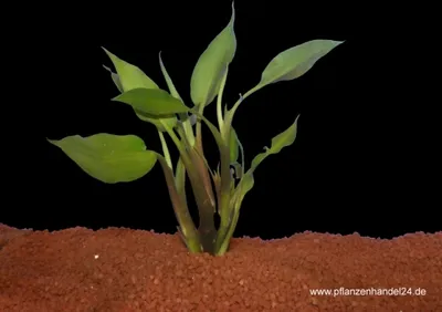 Produktbild von 1 Bund Cryptocoryne Ciliata, Wasserkelch