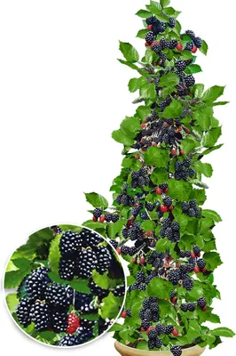 A potted blackberry plant with many ripe and unripe berries, with a close-up inset of the berries.