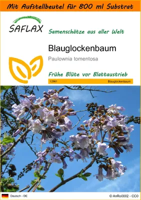Produktbild von SAFLAX Garden in the bag - Blauglockenbaum - Paulownia tomentosa - 200 Samen - Mit Anzuchtsubstrat im praktischen, selbst aufstellenden Beutel