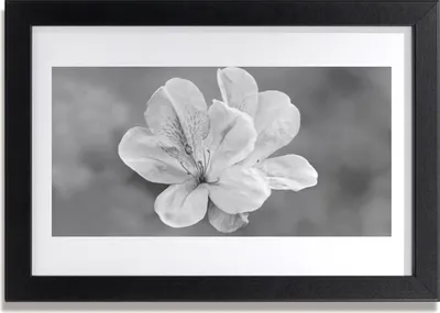 Produktbild von Bild 30x20 MDF-Rahmen Wandkunst Blumen Pflanzen