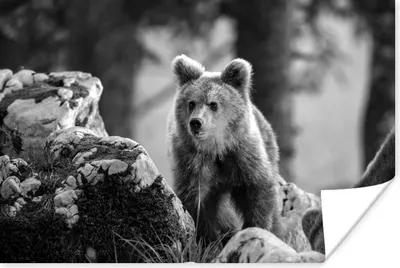 Produktbild von MuchoWow® Poster Braunbär im Sonnenlicht - schwarz und weiß 90x60 cm - Schlafzimmer