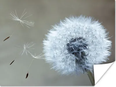 Produktbild von MuchoWow® Poster Löwenzahn - Blume - Pflanze 80x60 cm - Kunst für zu Hause