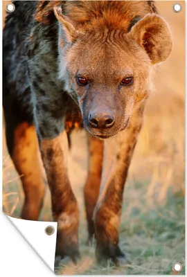 Produktbild von MuchoWow® 60x90 cm Outdoor-Poster Gartendeko Sichtschutz Garten Poster für den Garten  Hyäne - Gras - Sonnenuntergang