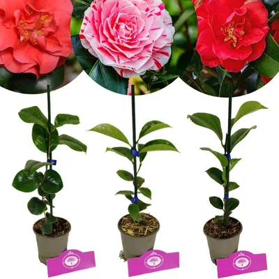 Obrázok produktu pre Sada 3 kamélií - Camellia japonica 'Kramer's Supreme', 'Lady Campbell', 'Bonomiana' - výška 30 cm - 9 cm kvetináč