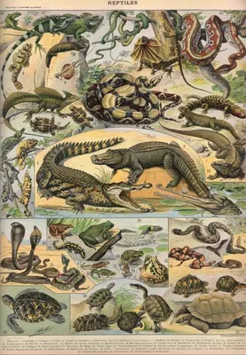 Image de Grafika Puzzle Nouveau Larousse Illustré Reptilien 1000 Teile Karton