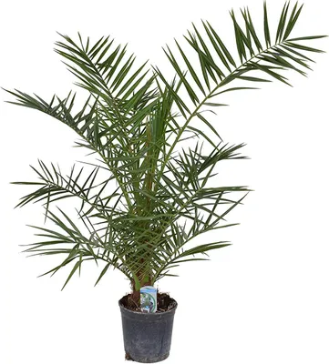 A potted palm tree against a white background.