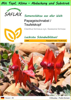 Produktbild von SAFLAX Garden to go - Papageischnabel / Teufelskopf - Clianthus formosus syn. Swaisonia formosa - 20 Samen - Mit Topf, Klima - Deckel und Anzuchtsubstrat