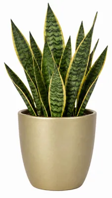 Produktbild von Floran Blumentopf „Boule“ - gold - matt - Keramik - D25 x H22