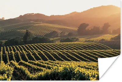 Produktbild von MuchoWow® Poster Weinbaugebiete in den Vereinigten Staaten 30x20 cm - Plakate - Print