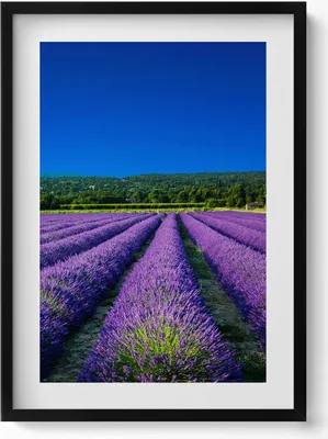 Produktbild von Lavendelfeld in der Provence– Wandbild mit Rahmen – Gerahmtes Bild  – Wanddekoration – 50x70 cm –  Schwarz Rahmen