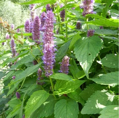 Produktbild von 6 x Runzelige Duftnessel - Agastache rugosa  | Topf 9cm x 9cm