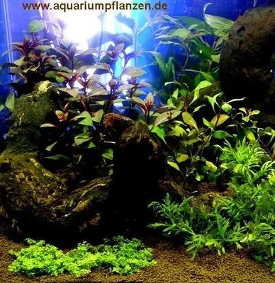 Produktbild von 400 l Aquarium Set, Pflanzen, Deko, Kies (XXII)