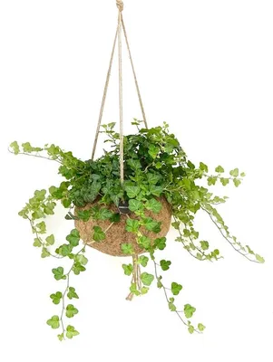 Produktbild von Kokodama, Efeu (Hedera helix), Größe S