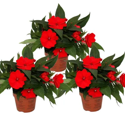 Produktbild von Edel-Lieschen - Impatiens Neu-Guinea - 12cm Topf - Set mit 3 Pflanzen - Rot