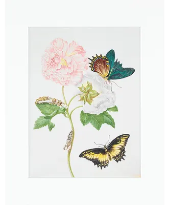 Immagine prodotto di Maria Sibylla Merian - stampa incorniciata, "Rosa Confederata"