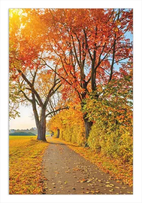 Produktbild von Wallario Wandbild Herbstlicher Waldweg mit buntem Laub, Größe: 61 x 91,5 cm, Poster mit rahmenlosen Bildhalter