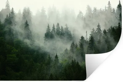 Produktbild von MuchoWow® Wandtattoo Wandsticker Wandaufkleber Wald - Nebel - Bäume - Natur 90x60 cm Selbstklebend und Repositionierbar - Aufkleber