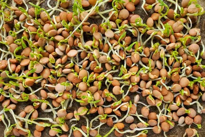 Produktbild von 500 g Rote Linsen Sprossen Samen – Keimsaat für frische Sprossen & Microgreens – Hohe Keimfähigkeit – Ideal für Keimglas & Sprossengerät – Lens culina