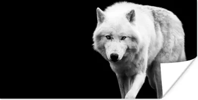Produktbild von MuchoWow® Poster Wolf - Tier - Schwarz - Weiß 40x20 cm - Poster für die Wand - Poster Schlafzimmer