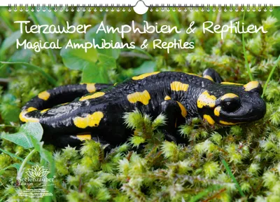 Produktbild von Tierzauber Amphibien und Reptilien DIN A3 Kalender - Immerwährender Kalender  - Seelenzauber