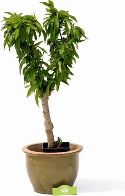 A small potted nectarine tree against a white background.