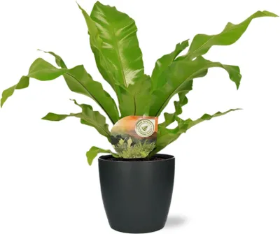 Obrázok produktu pre Paprad Asplenium Nidus, priemer 17cm, výška 60cm, izbová rastlina, kvetinác