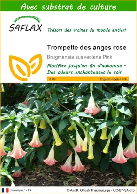 Image de SAFLAX  - Trompette des anges rose - 10 graines - Avec substrat - Brugmansia