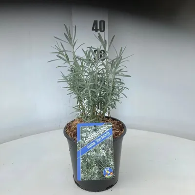 Obrázok produktu pre Gomphostigma virgatum 'Silver Butterfly' – krík snehových vločiek | 30–40 cm v črepníku