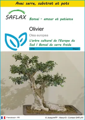 Image de SAFLAX Ensemble de culture - Olivier - 20 graines - Olea