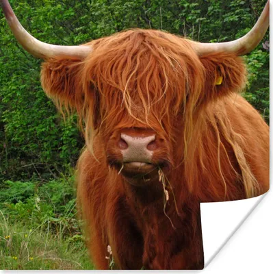 Produktbild von MuchoWow® Poster Schottischer Highlander - Kuh - Gras 50x50 cm - Wohnzimmerdekoration