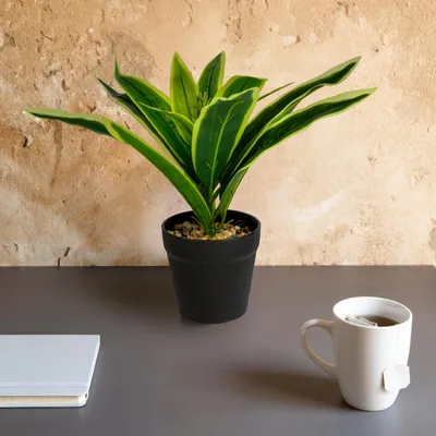 Produktbild von Künstliche Pflanze - Heimdekoration - Dracaena - 20 x 8,5 cm 1 Stück [11891B], KI-generiertes Bild