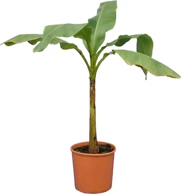 Image de Bloomique - Musa basjoo - Bananier du Japon - Rustique - Plante balcon - Plante jardin - Hauteur 100-110 cm - Pot 26 cm