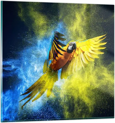 Produktbild von Bilder auf glas - Papagei Vogel Feder - 60x60cm - Glasbilder - Wandbilder - Kunstdruck - zum Aufhängen bereit - Wanddekoration aus Glas - Glas Bilder - Wandbild auf Glas - Einteilig - GAC60x60-3666
