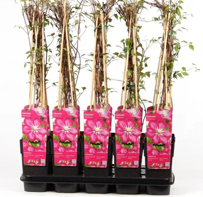 Image de Hello Plants Clematis Ville de Lyon Plante grimpante - Ø 15 cm - Hauteur : 65 cm