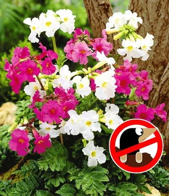 Produktbild von BALDUR Garten 6er Incarvillea' Blüten-Mix Freilandgloxinie, Pflanzen im 9x9 cm-Topf, winterharte Staude, mehrjährig, pflegeleicht, für Standort im Schatten geeignet, blühend, Incarvillea delavayi