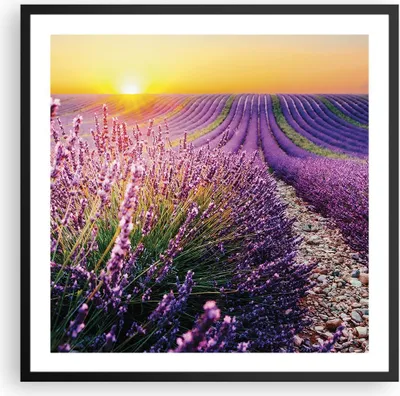 Produktbild von Gerahmtes Poster - Schwarzer Rahmen - Feld Lavendel Sonne - 60x60 cm - Wand Bild - Wanddeko - Wandbilder - Kunstposter - Wandposter - Bilderrahmen - Bilder - Kunstdruck - P2BAC60x60-4703