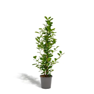 Image de Meergroothandel Ficus Microcarpa Moclame - 95 cm, Ø 21 cm