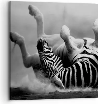 Produktbild von Bild auf Leinwand - Leinwandbild - Zebra Streifen Tier wild - 70x70cm - Wand Bild - Wanddeko - Leinwanddruck - Bilder - Kunstdruck - Wanddekoration - Leinwand bilder - Wandkunst - AC70x70-2699