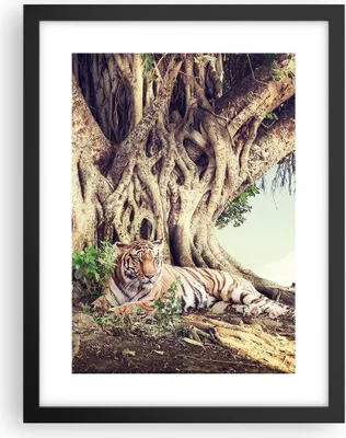 Produktbild von Gerahmtes Poster - Schwarzer Rahmen - Tiger Wild Baum - 30x40 cm - Wand Bild - Wanddeko - Wandbilder - Kunstposter - Wandposter - Bilderrahmen - Bilder - Kunstdruck - Wanddekoration - P2BPA30x40-5124