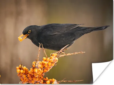Produktbild von MuchoWow® Poster Vogel - Amsel - Winter - Eis - Beere 40x30 cm - Plakate für die Wände - Poster Wohnzimmer