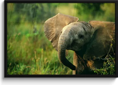 Produktbild von MuchoWow® MuchoWow® Gerahmtes Poster Elefant - Grün - Tiere - Natur 90x60 cm - Poster mit zchwarzem Bilderrahmen - Fotorahmen - Foto-Plakat