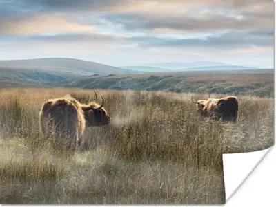 Produktbild von MuchoWow® Poster Schottische Highlander - Nebel - Gras 160x120 cm - Foto Plakat