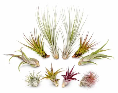 Produktbild von Tillandsien 10er Mix (5 Sorten je 2x) – Luftpflanzen Set 5–22 cm – Pflegeleicht ohne Erde – Bromeliengewächs für Deko, Terrarium & Wohnraum – OmniPlants